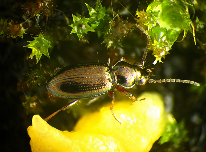 Carabidi piccolissimi: Metallina properans